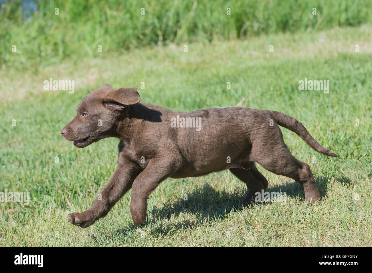 Acht Wochen alte Chesapeake Bay Retriever Welpe, laufen Stockfoto