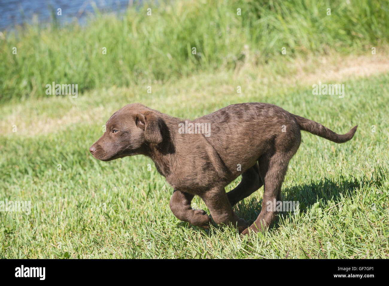 Acht Wochen alte Chesapeake Bay Retriever Welpe, laufen Stockfoto