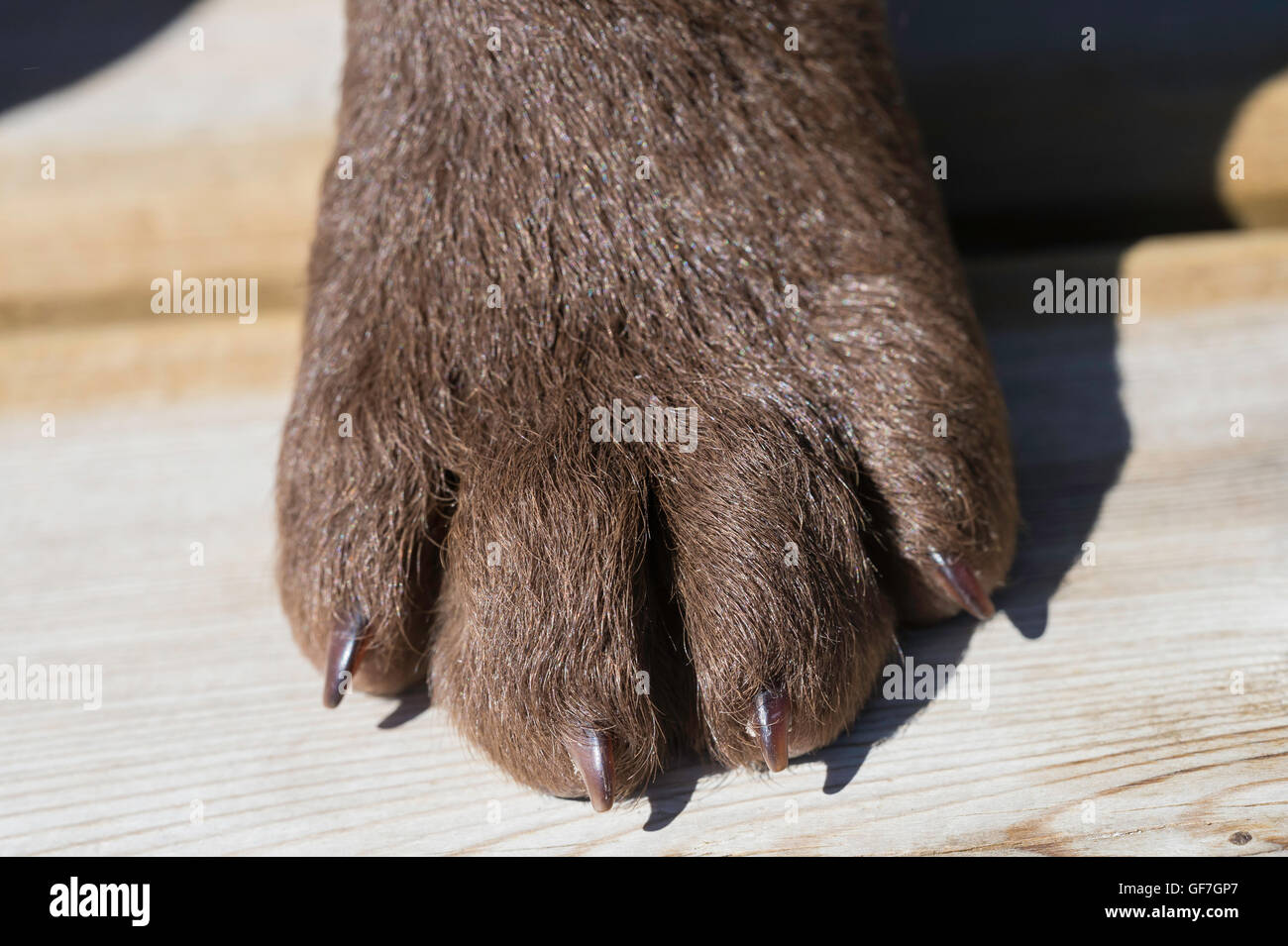 Pfote von acht-Woche-alten Chesapeake Bay Retriever Welpe Stockfoto