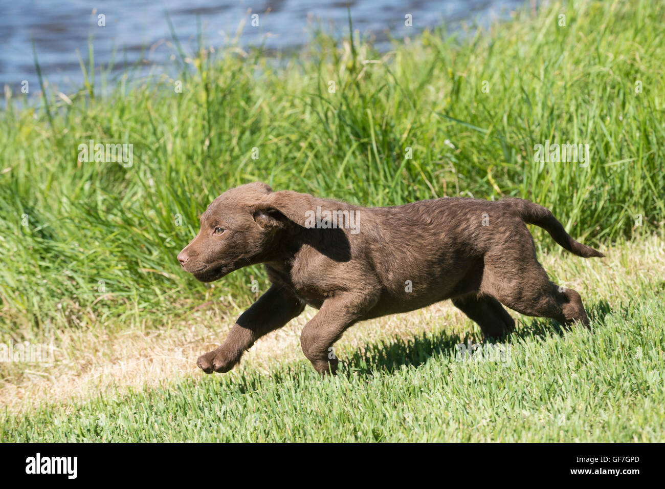 Acht Wochen alte Chesapeake Bay Retriever Welpe, laufen Stockfoto