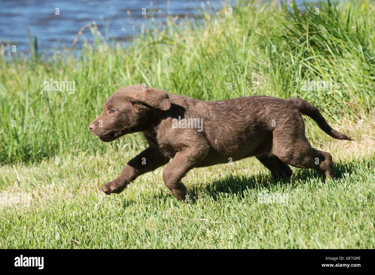 Acht Wochen alte Chesapeake Bay Retriever Welpe, laufen Stockfoto
