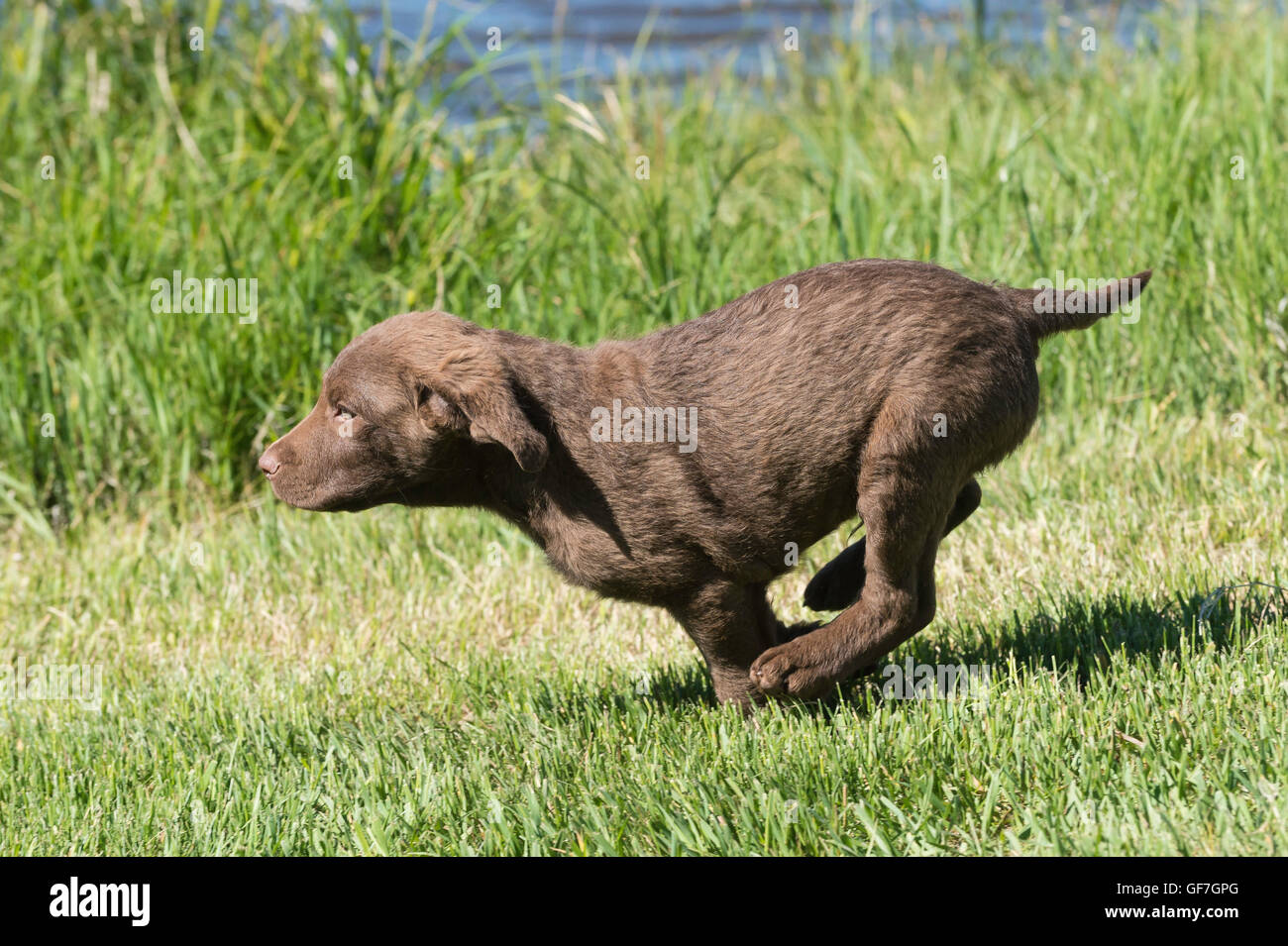 Acht Wochen alte Chesapeake Bay Retriever Welpe, laufen Stockfoto