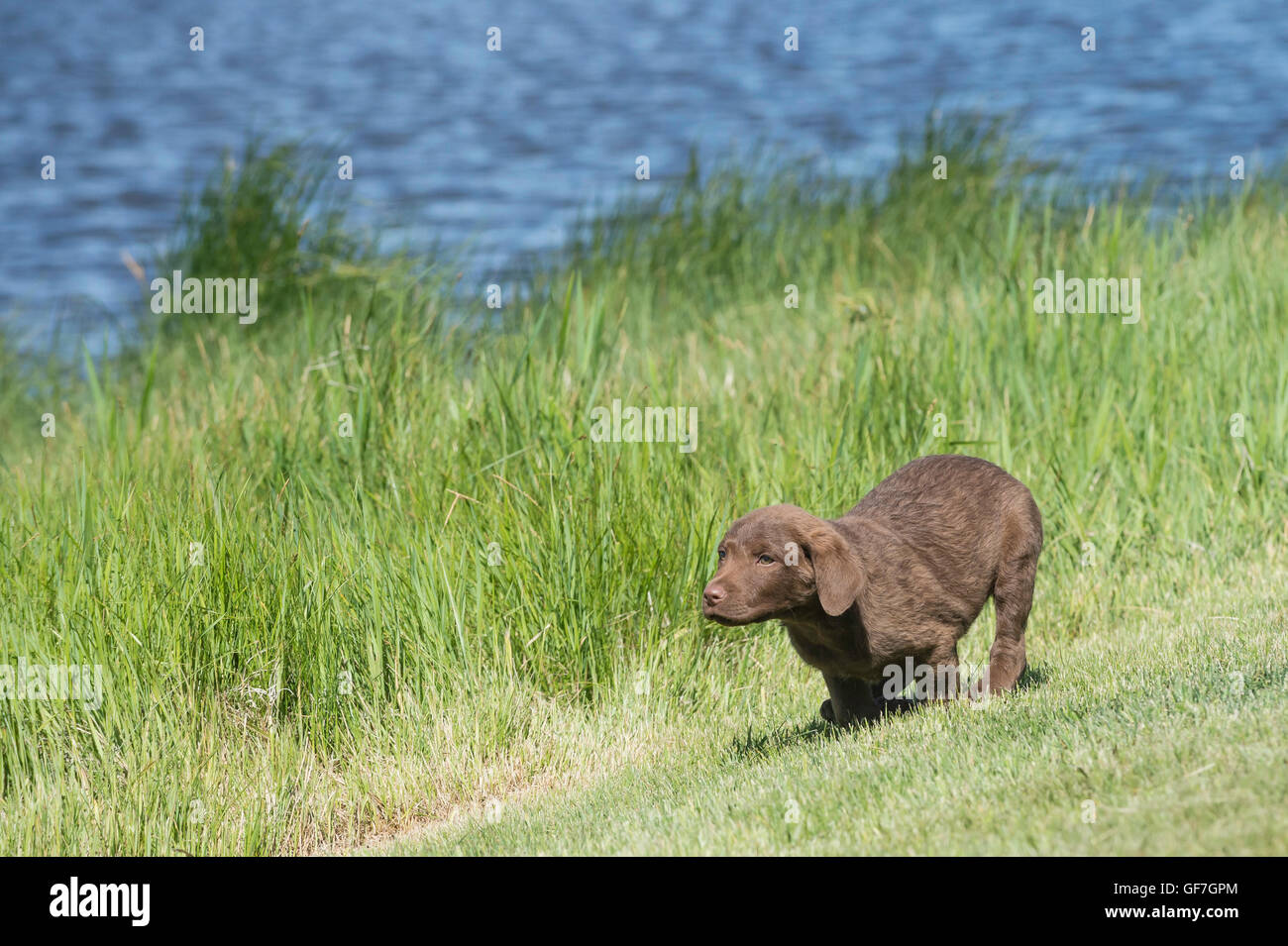 Acht Wochen alte Chesapeake Bay Retriever Welpe, laufen Stockfoto