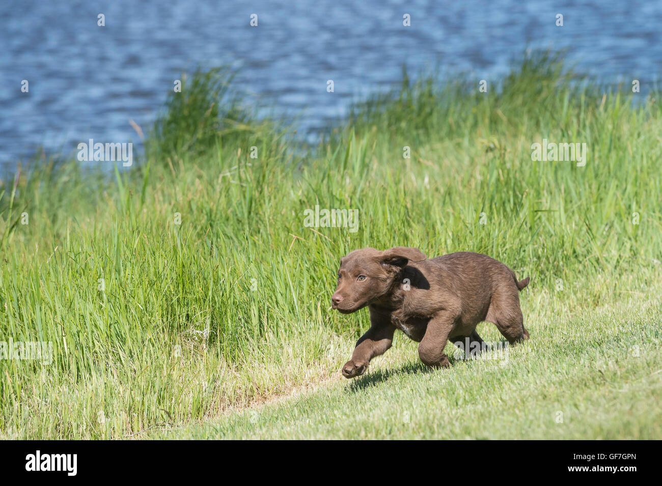 Acht Wochen alte Chesapeake Bay Retriever Welpe, laufen Stockfoto