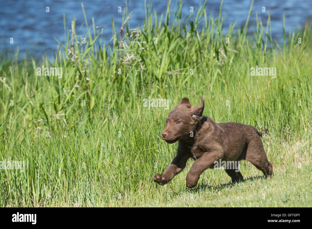 Acht Wochen alte Chesapeake Bay Retriever Welpe, laufen Stockfoto