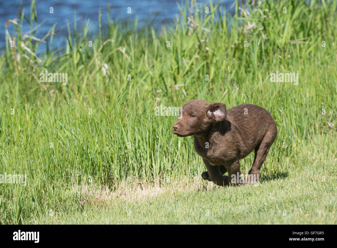 Acht Wochen alte Chesapeake Bay Retriever Welpe, laufen Stockfoto