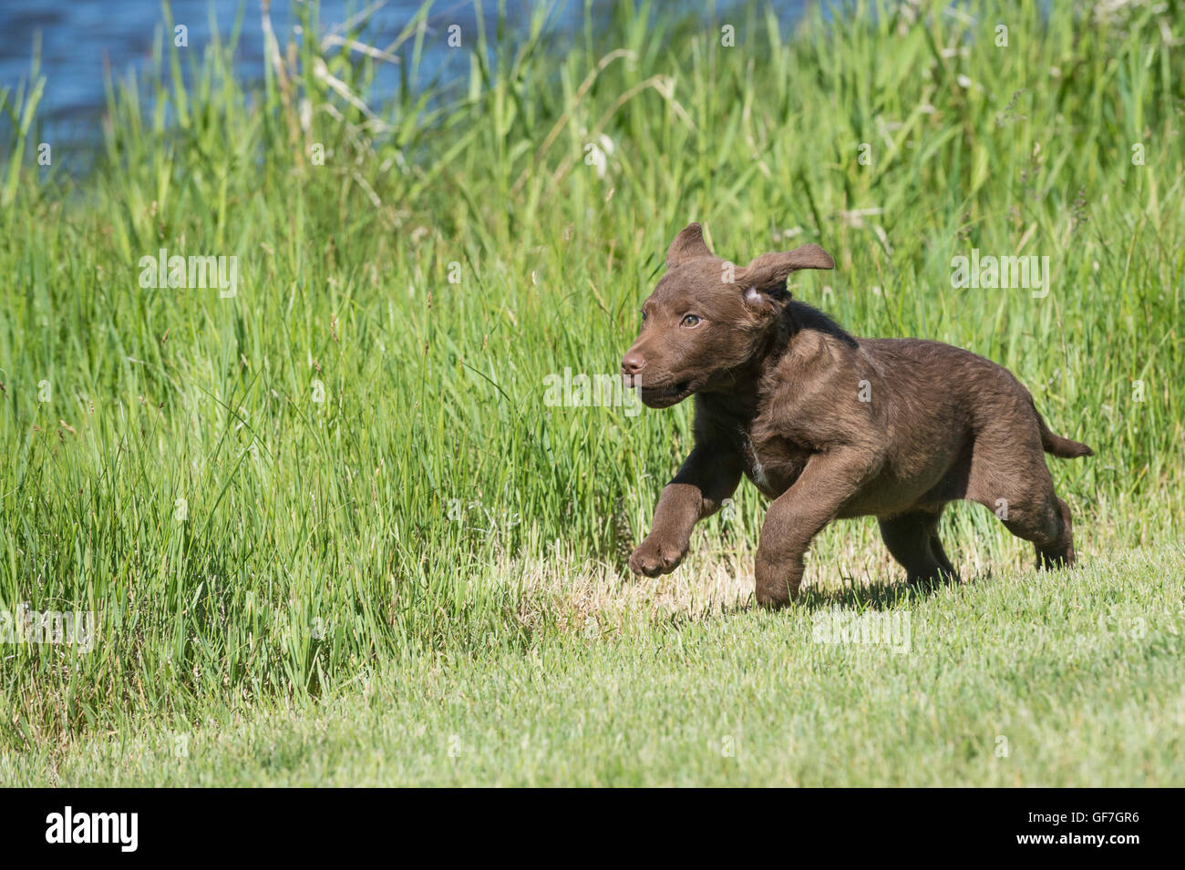 Acht Wochen alte Chesapeake Bay Retriever Welpe, laufen Stockfoto