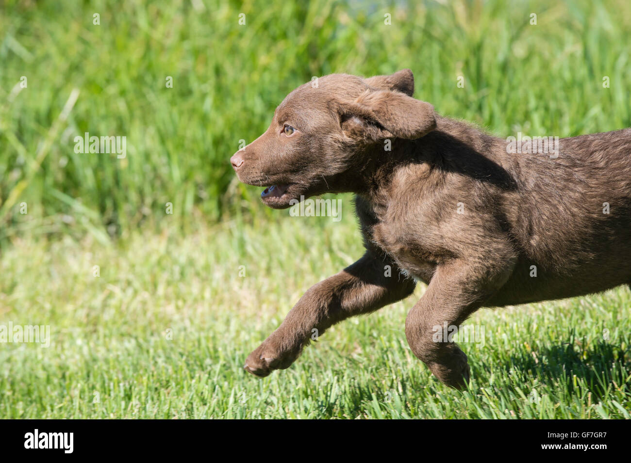 Acht Wochen alte Chesapeake Bay Retriever Welpe, laufen Stockfoto
