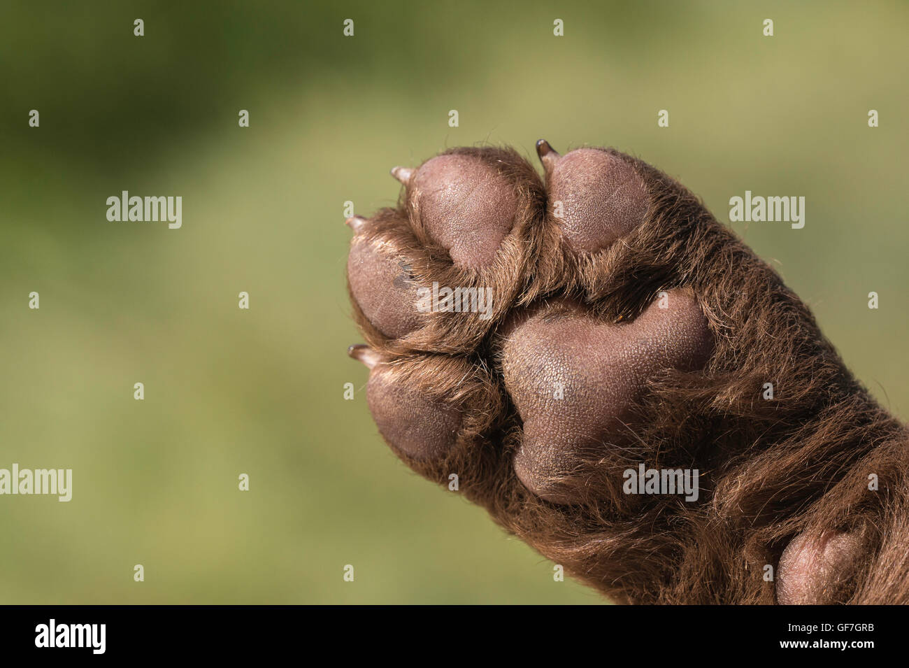 Pfote von acht-Woche-alten Chesapeake Bay Retriever Welpe Stockfoto