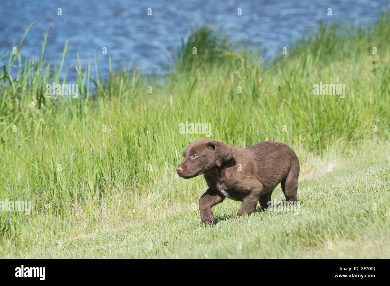 Acht Wochen alte Chesapeake Bay Retriever Welpe, laufen Stockfoto