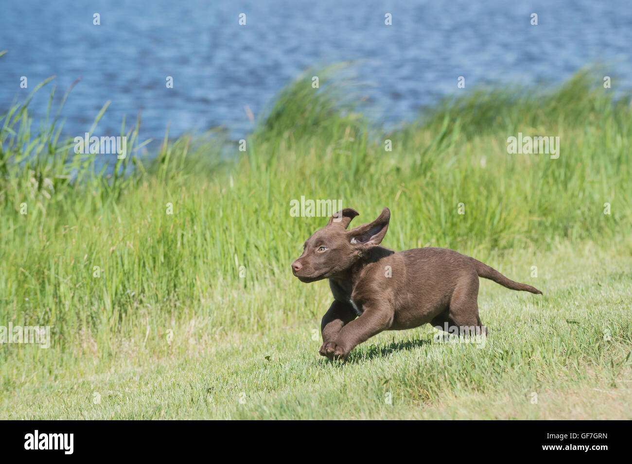 Acht Wochen alte Chesapeake Bay Retriever Welpe, laufen Stockfoto