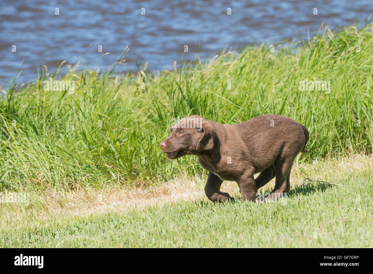 Acht Wochen alte Chesapeake Bay Retriever Welpe, laufen Stockfoto