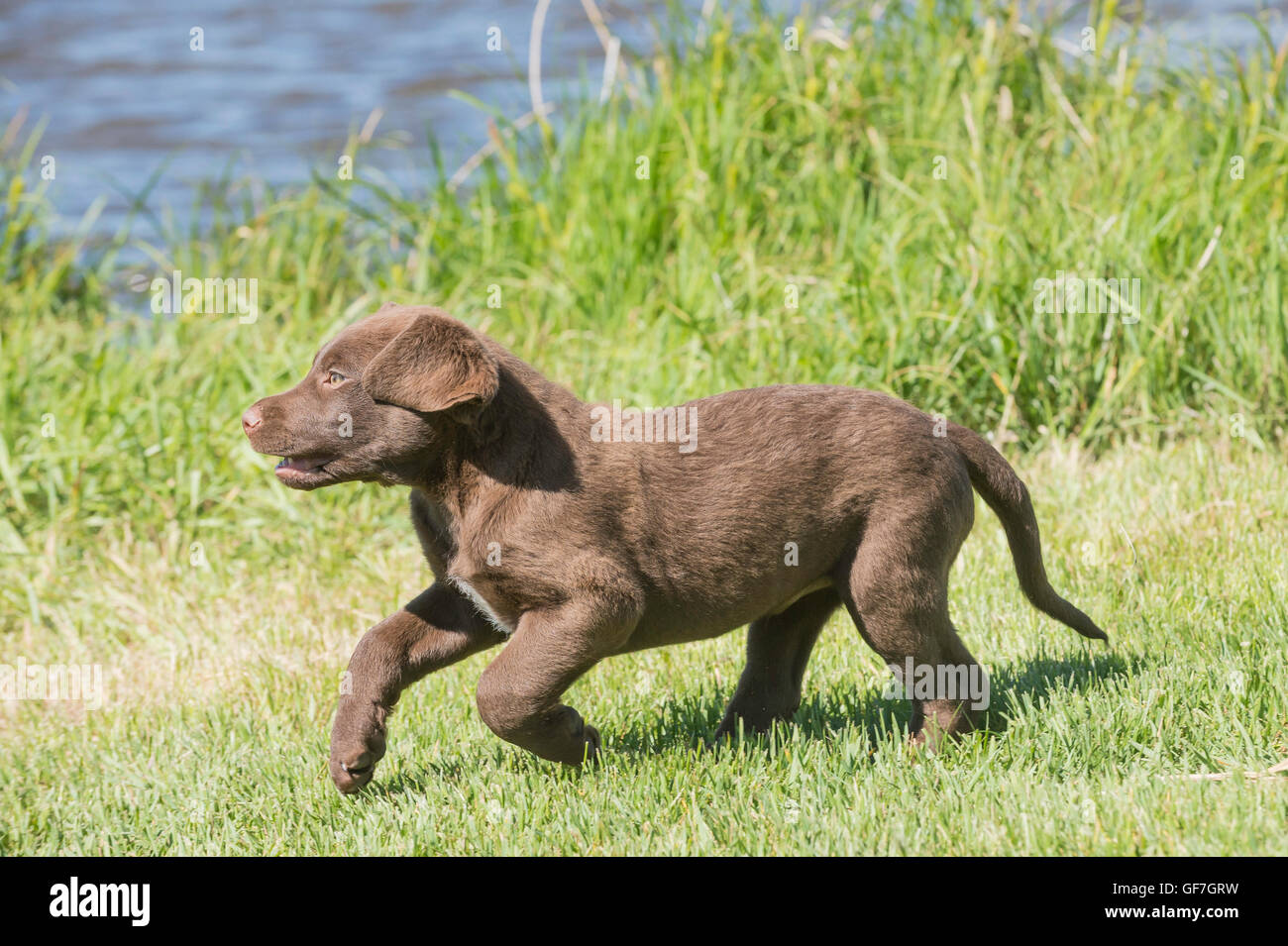 Acht Wochen alte Chesapeake Bay Retriever Welpe, laufen Stockfoto