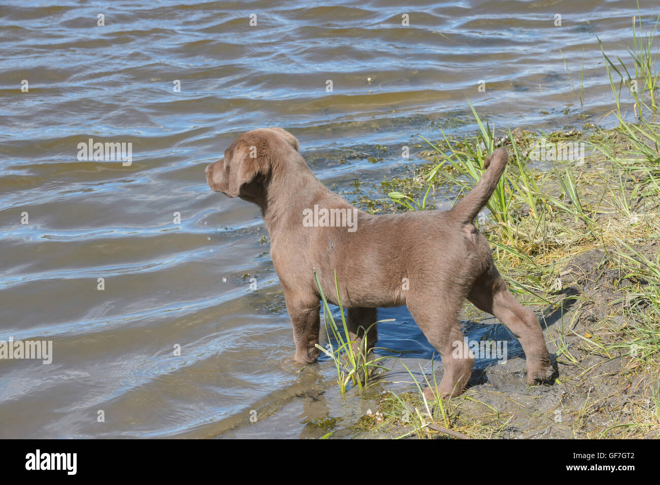 Acht Wochen alte Chesapeake Bay Retriever Welpen, von Wasser Stockfoto