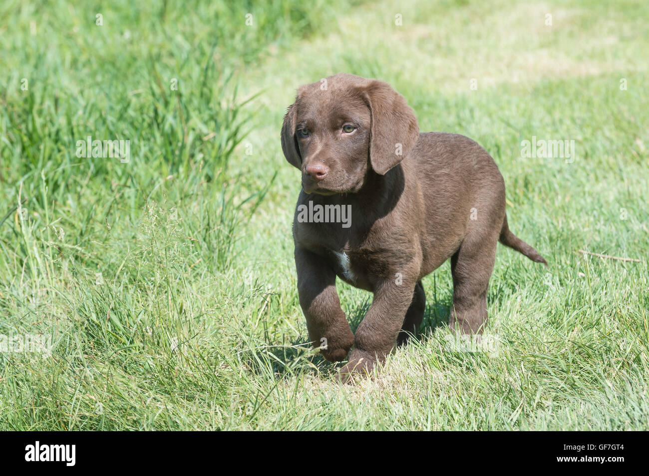 Acht Wochen alte Chesapeake Bay Retriever Welpe Stockfoto