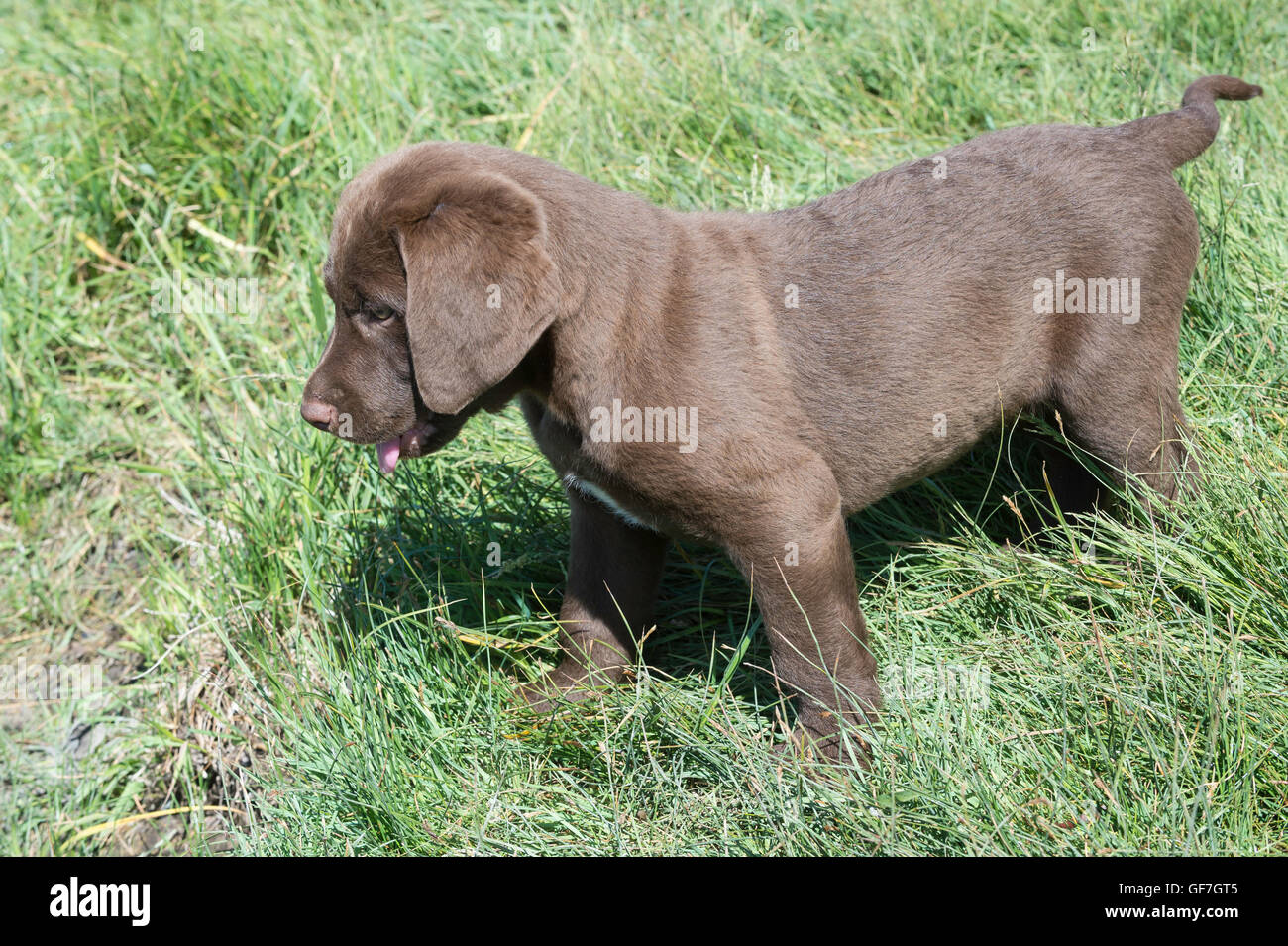 Acht Wochen alte Chesapeake Bay Retriever Welpe Stockfoto
