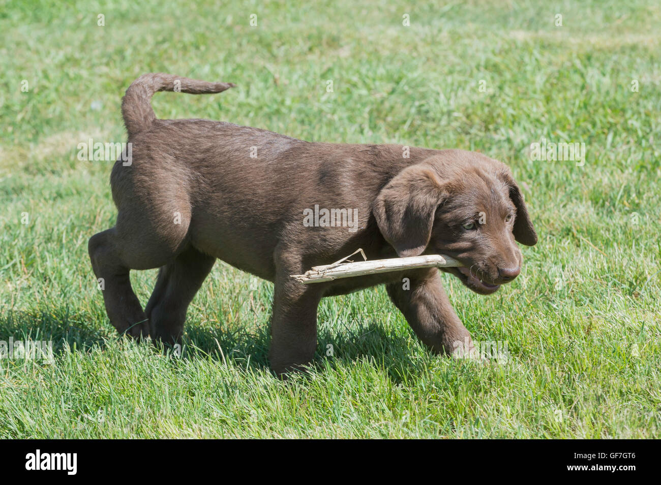 Acht Wochen alte Chesapeake Bay Retriever Welpe, mit stick Stockfoto
