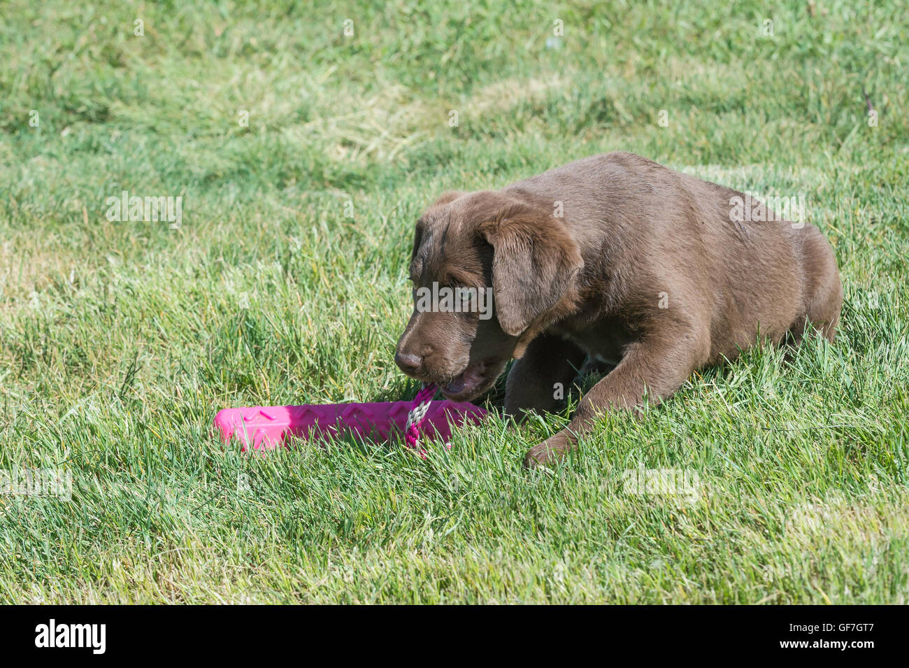 Acht Wochen alte Chesapeake Bay Retriever Welpe, mit Trainingspuppe Stockfoto