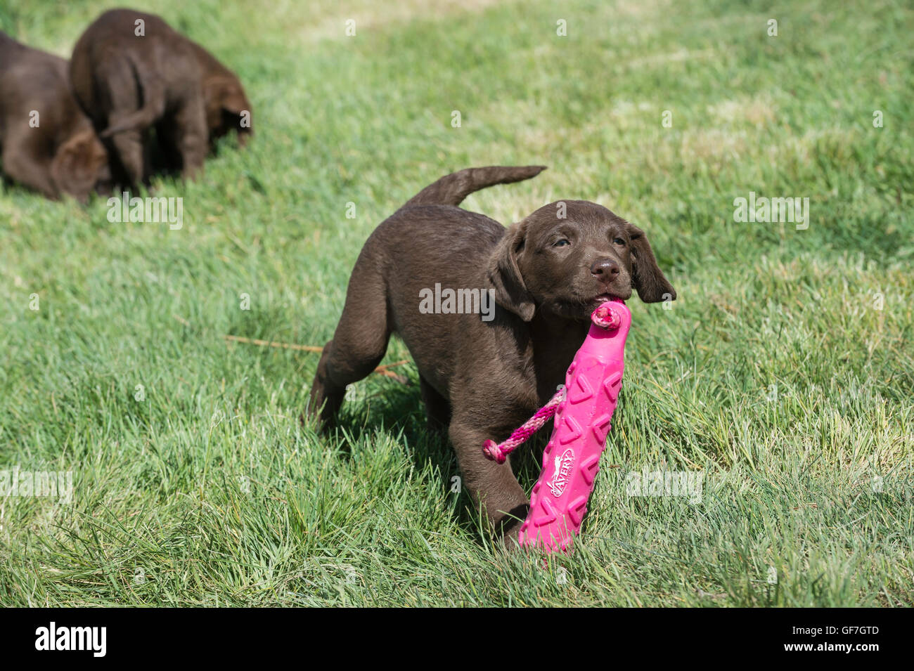 Acht Wochen alte Chesapeake Bay Retriever Welpe, mit Trainingspuppe Stockfoto