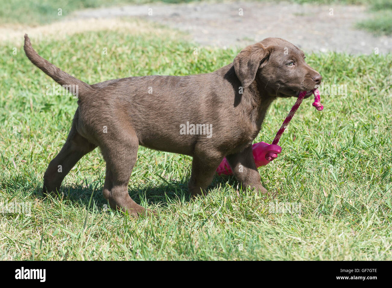 Acht Wochen alte Chesapeake Bay Retriever Welpe, mit Trainingspuppe Stockfoto