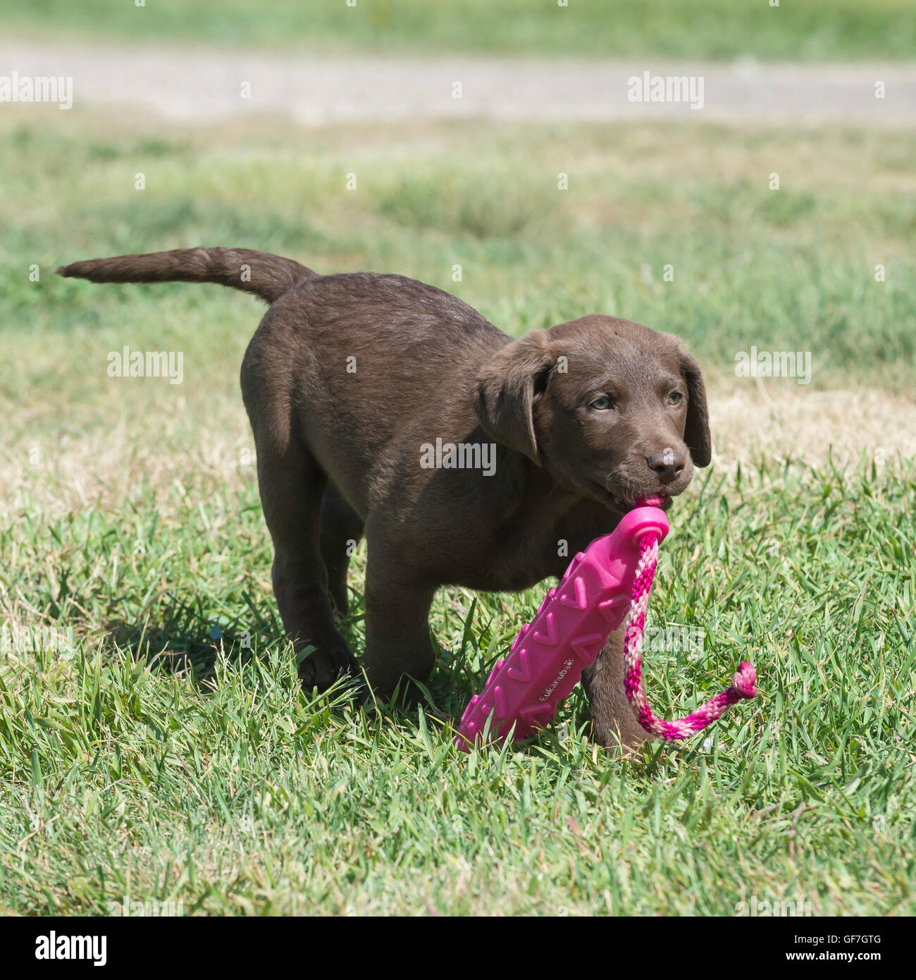 Acht Wochen alte Chesapeake Bay Retriever Welpe, mit Trainingspuppe Stockfoto