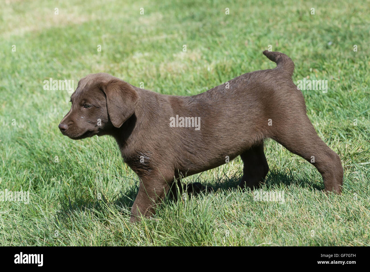 Acht Wochen alte Chesapeake Bay Retriever Welpe, Gras Stockfoto