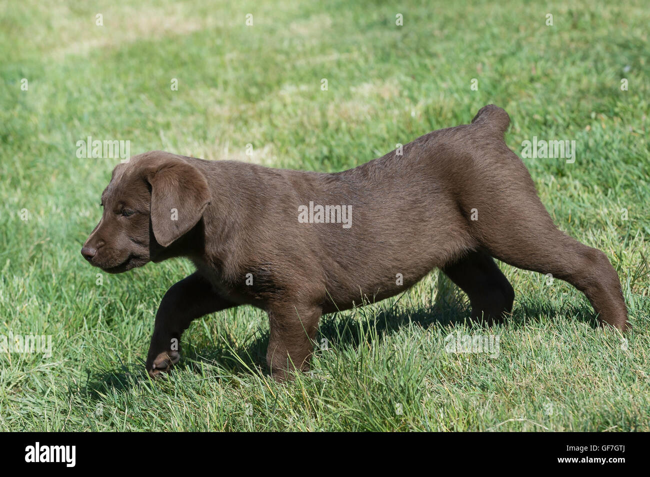 Acht Wochen alte Chesapeake Bay Retriever Welpe, Gras Stockfoto