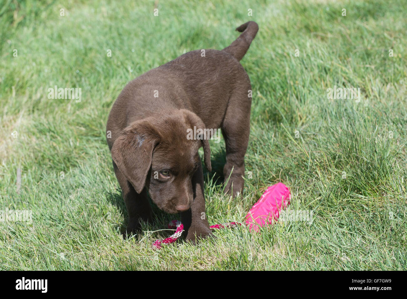 Acht Wochen alte Chesapeake Bay Retriever Welpe, mit Trainingspuppe Stockfoto