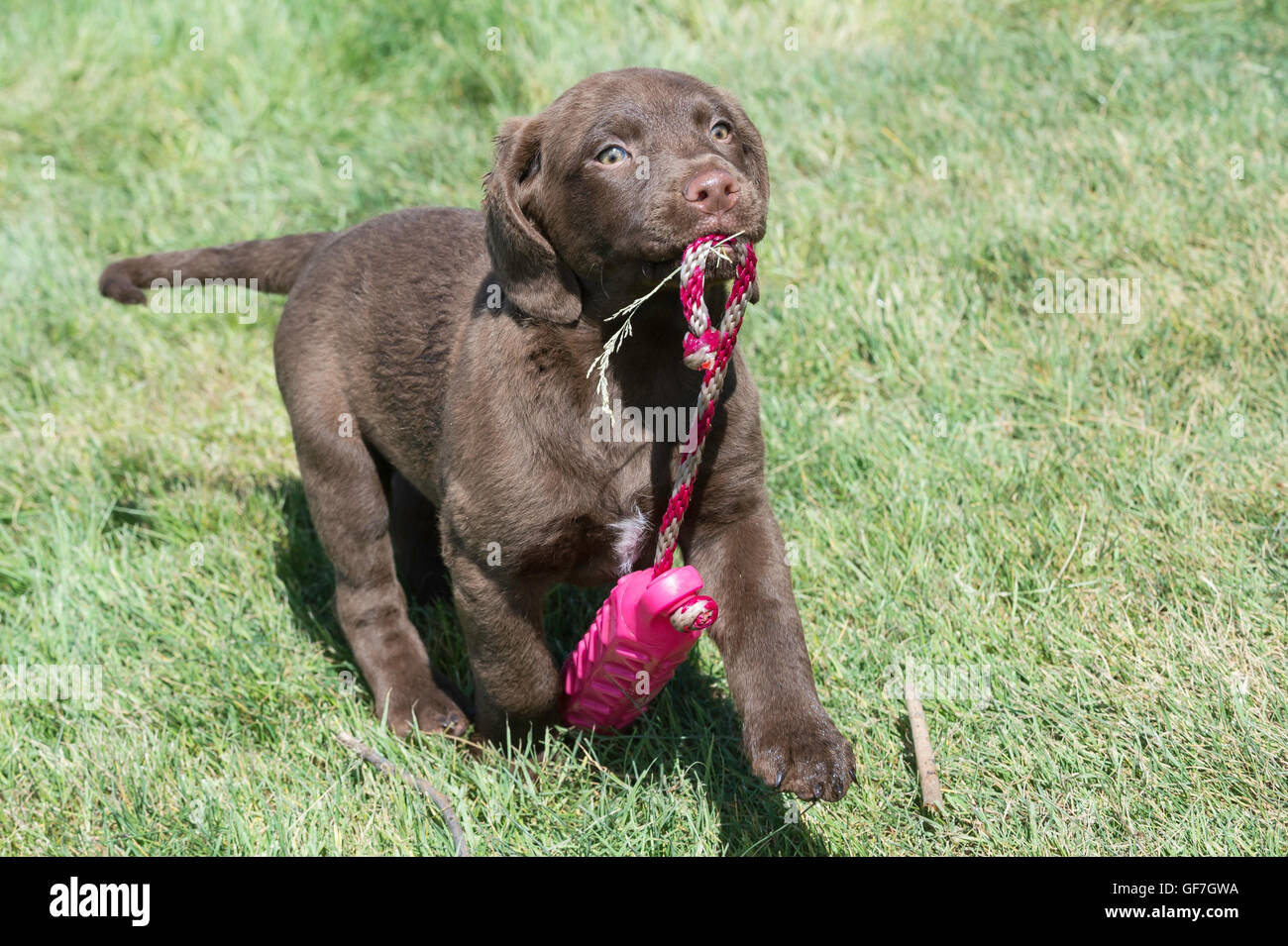 Acht Wochen alte Chesapeake Bay Retriever Welpe, mit Trainingspuppe Stockfoto