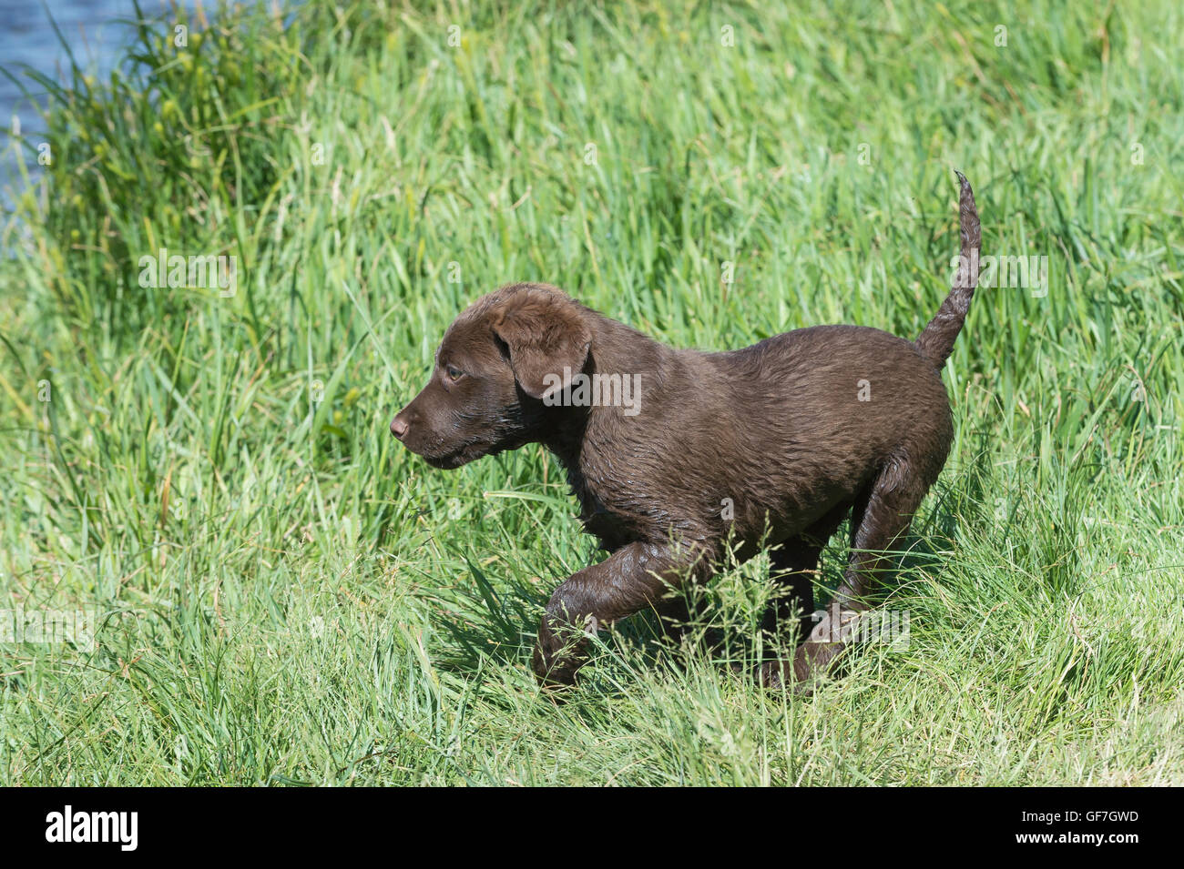 Acht Wochen alte Chesapeake Bay Retriever Welpe, laufen Stockfoto