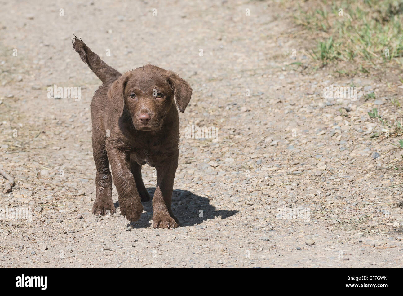 Acht Wochen alte Chesapeake Bay Retriever Welpe Stockfoto