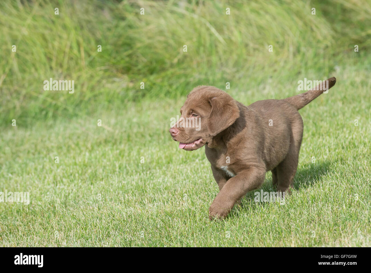 Neun Wochen alten Chesapeake Bay Retriever Welpe, spielen auf dem Rasen Stockfoto