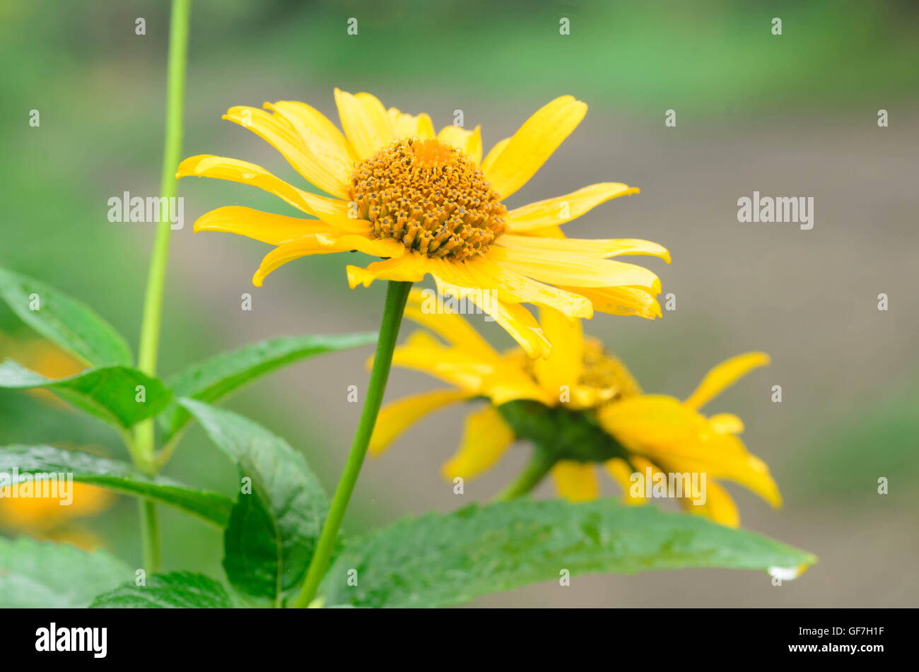 Nahaufnahme, gelbe Oxeye Sommerblume Stockfoto