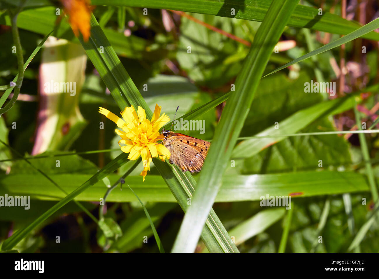 Lycaena Virgaureae, knappen Kupfer Schmetterling Stockfoto