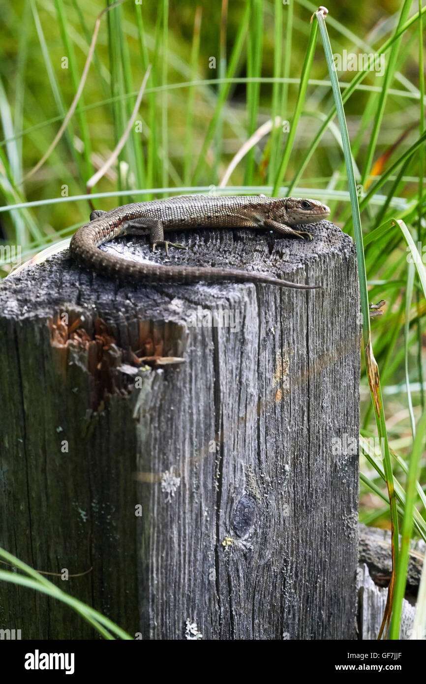 Zootoca Vivipara, lebendgebärend Eidechse Stockfoto