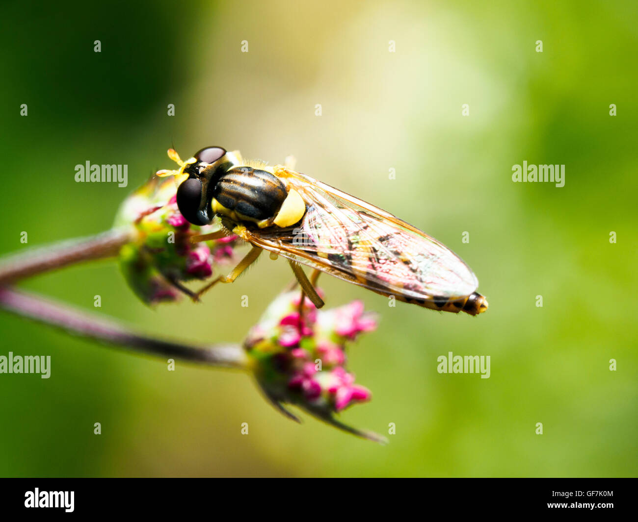 Lange Hoverfly, Sphaerophoria scripta Stockfoto