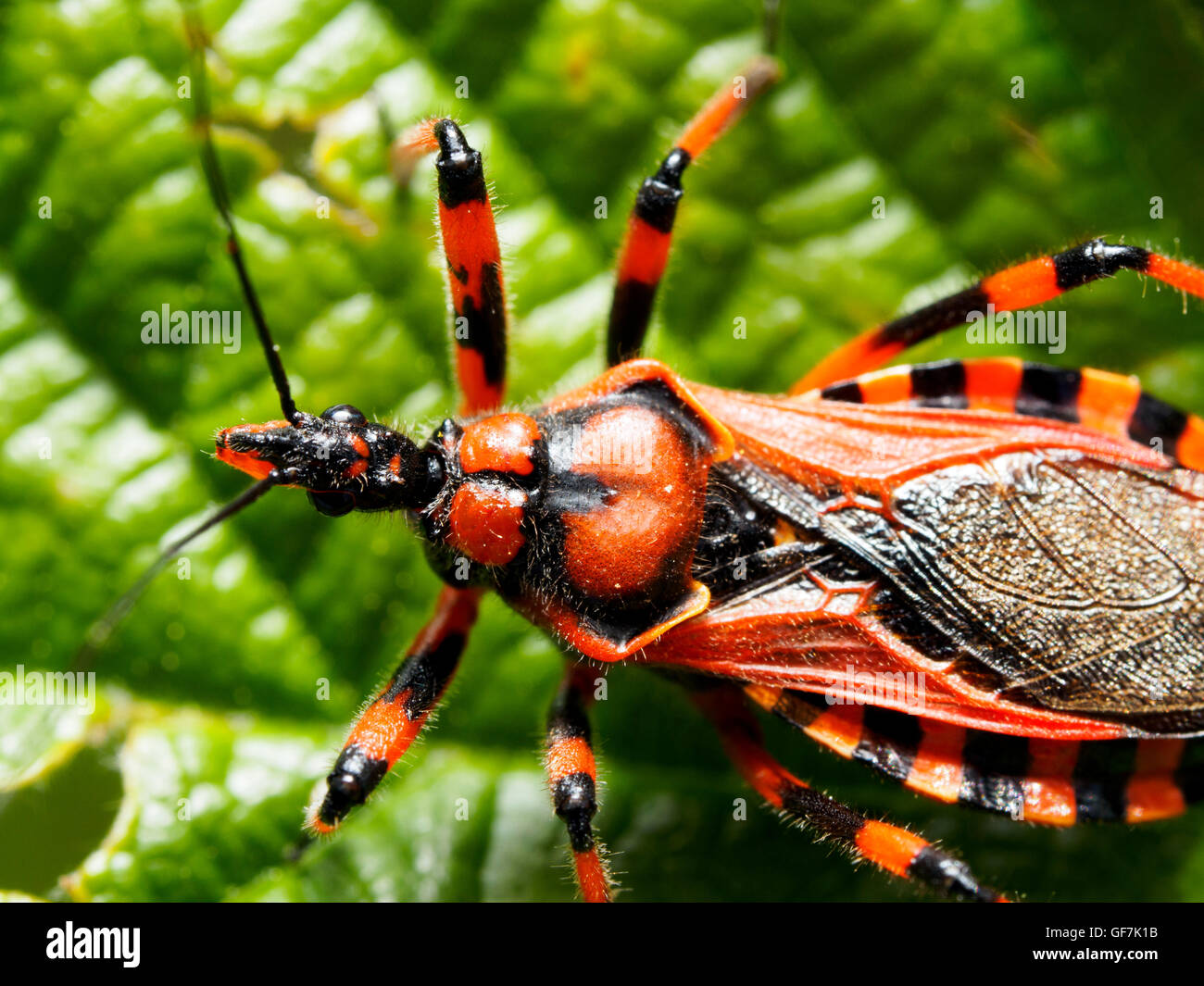 Assassin-Bug (Rhinocoris Iracundus, Fam Reduviidae) Stockfoto