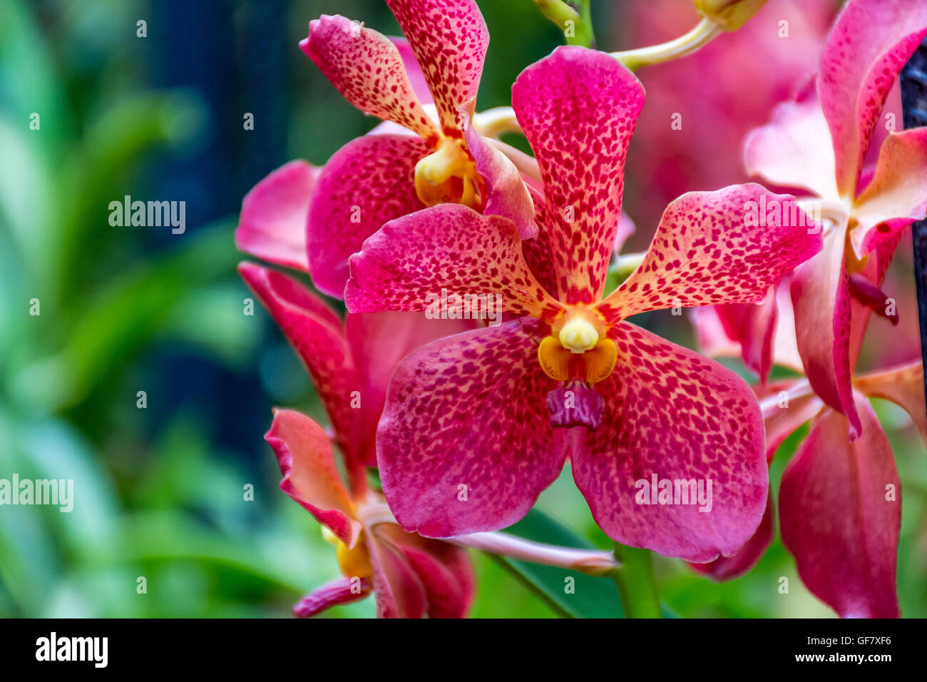 Eine Orchidee im Orchid Garden, Singapur Stockfoto