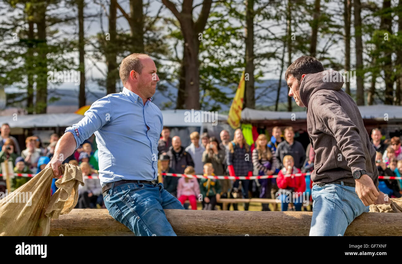 Tomintoul, Moray, Schottland, 16. Juli 2016. Dies ist der Kissen-Kampf-Wettbewerb an den Tomintoul Highland Games, Moray, Schottland. Stockfoto