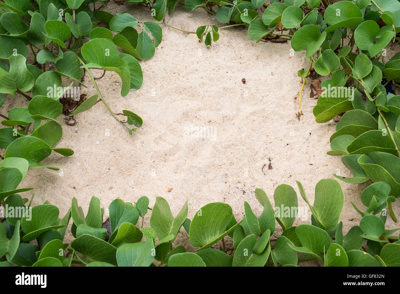 Ipomoea Pes-Caprae Pflanze oder Ziegenmilch Fuß Creeper Hintergrund Stockfoto
