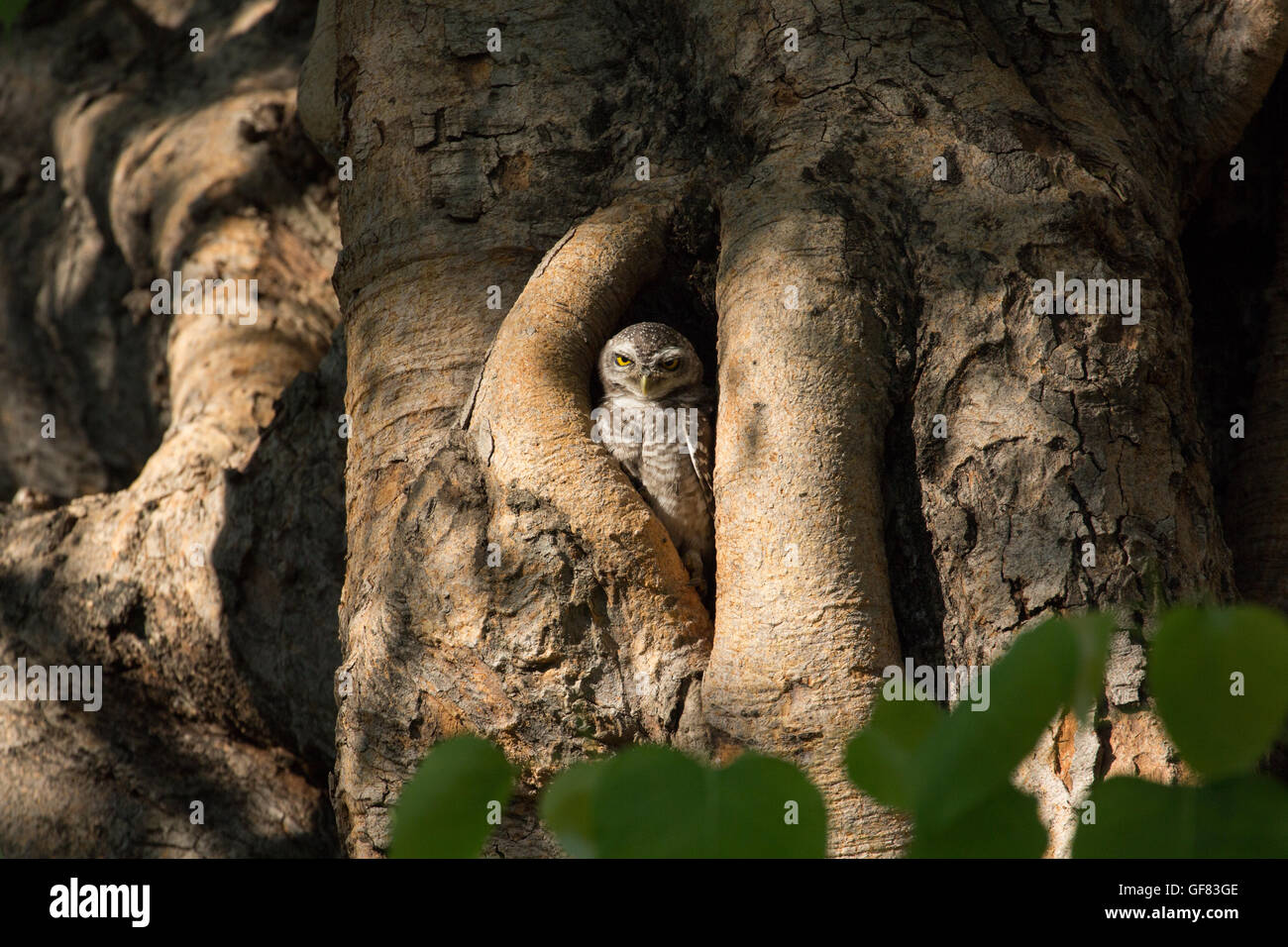 Gefleckte Owlet, Athene Brama, Leben in ihrer Heimat hohlen Baum Natur Stockfoto