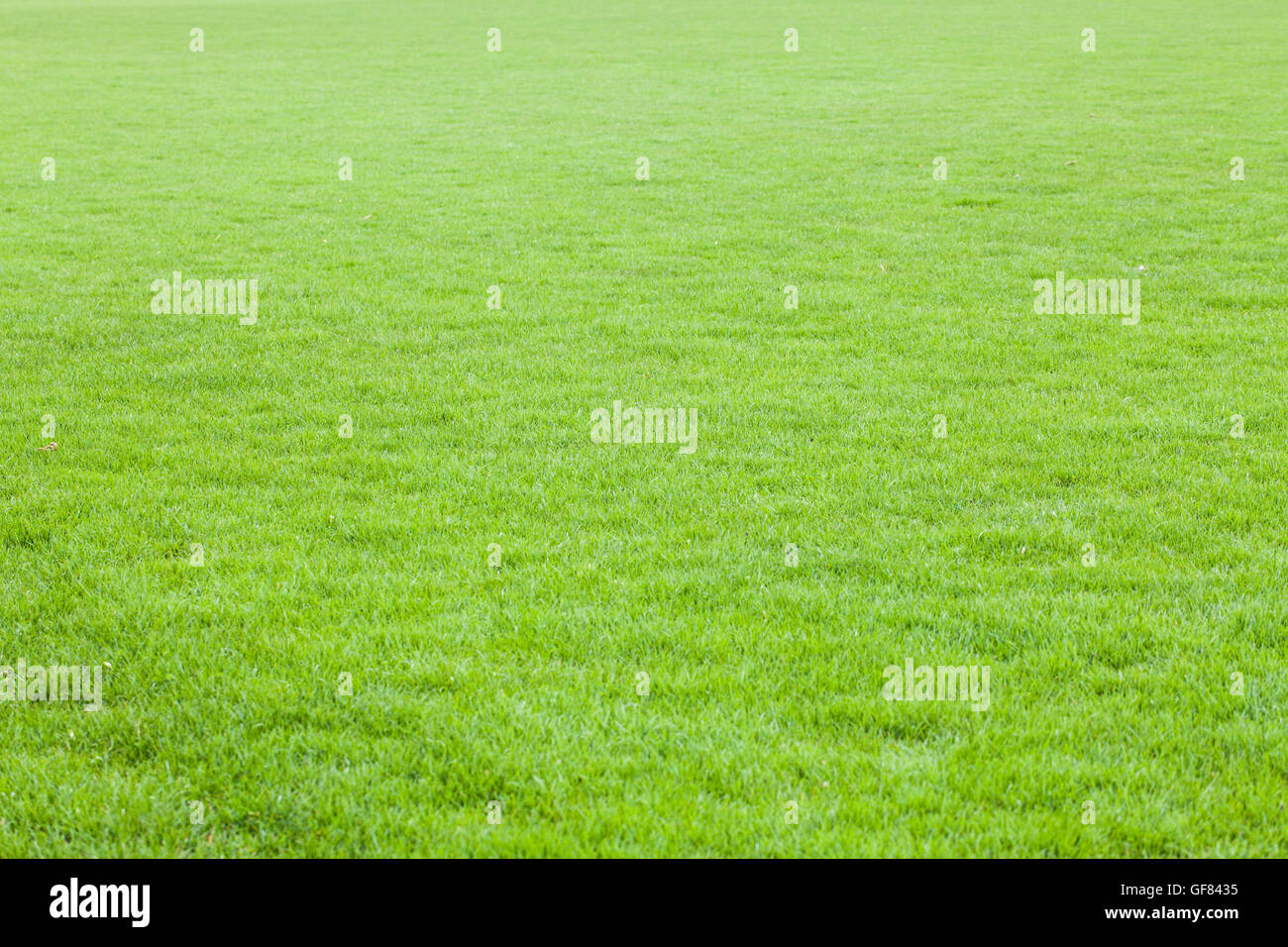 Spielwiese der grünen Rasen Hintergrund Stockfoto
