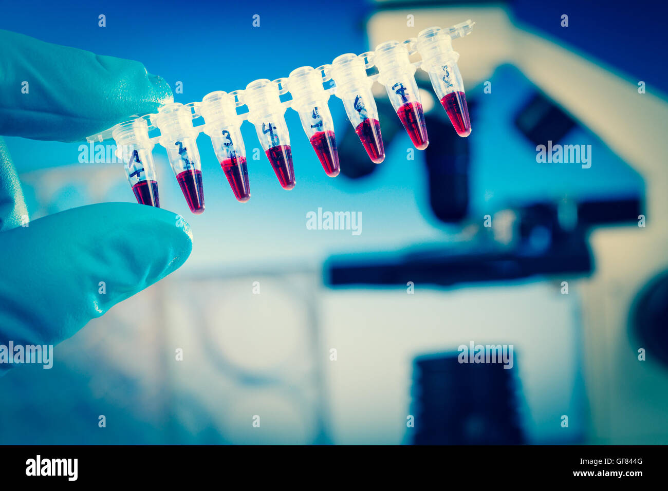 PCR-Streifen und biologische Mikroskop Stockfoto