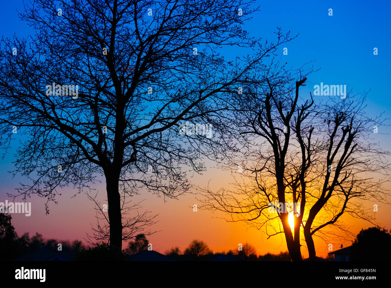 Am Abend, die Baum-silhouette Stockfoto