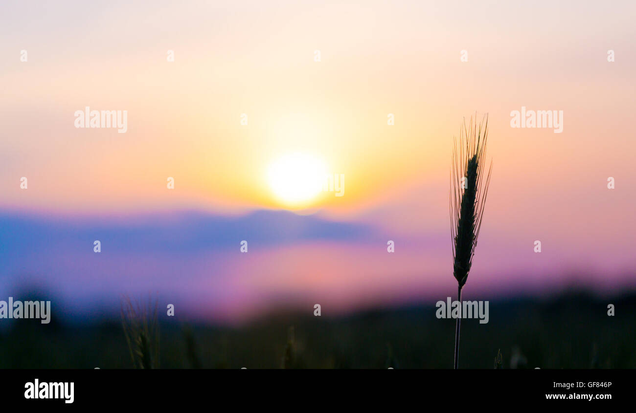 Sonnenaufgang am Sommer Weizenfeld mit Wiese Rasen Stockfoto