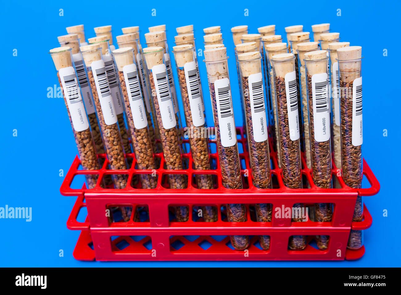 Leguminosen mit gentechnisch veränderten Weizen Pflanzenzelle Wissenschaft Stockfoto