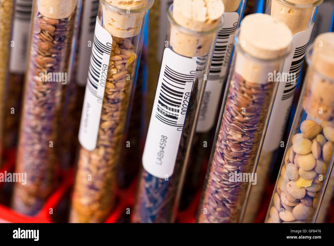 Leguminosen mit gentechnisch veränderten Weizen Pflanzenzelle Wissenschaft Stockfoto