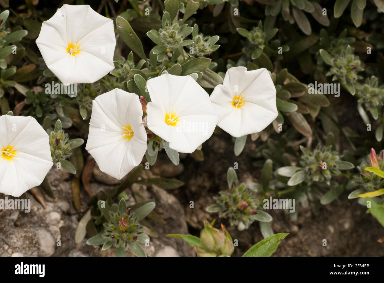 weiße Blüten, die in das Land im Frühjahr angebaut Stockfoto