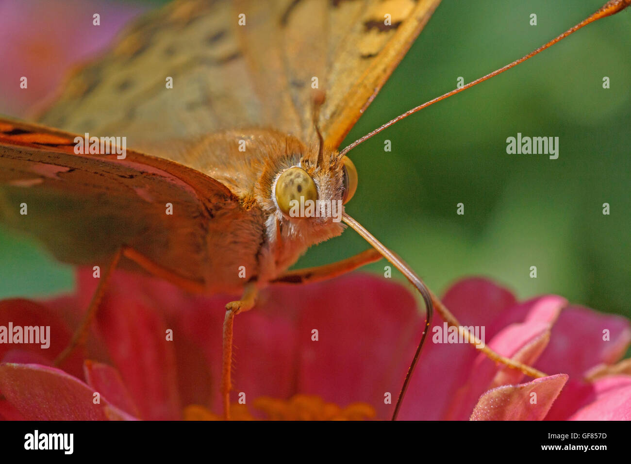 Nahaufnahme von Augen des Schmetterlings Stockfoto