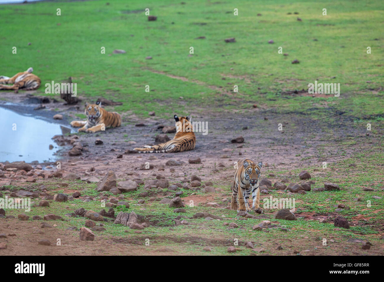 Tigerin Geschwister Ruhe am Ufer des Lake Tadoba Telia Wald, Indien. (Panthera Tigris) Stockfoto